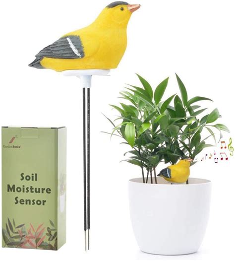 bird of paradise moisture meter level|birds of paradise humidity.